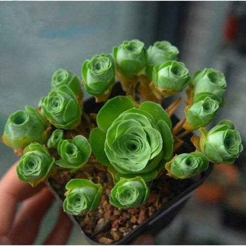 Newmountainsucculentplant