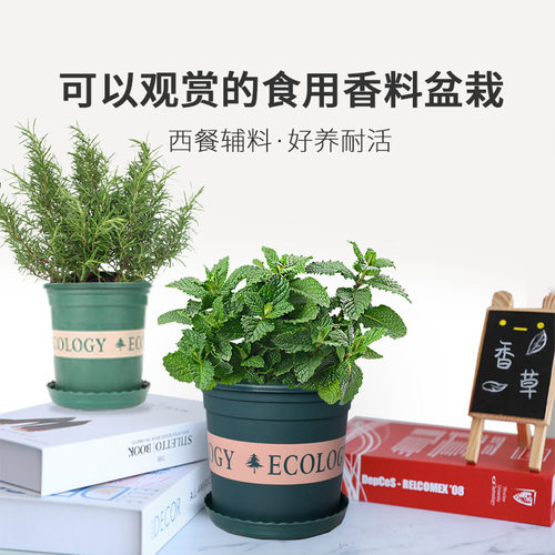 食用草苗盆薄荷叶藿艾草迷迭百里