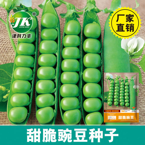 Sweet and Crispy Peas Taiwan Big Pod Hard Shell Green Veget