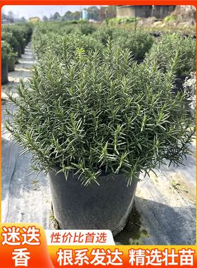 Rosemary potted steak with edible mint leaves, rosemary see