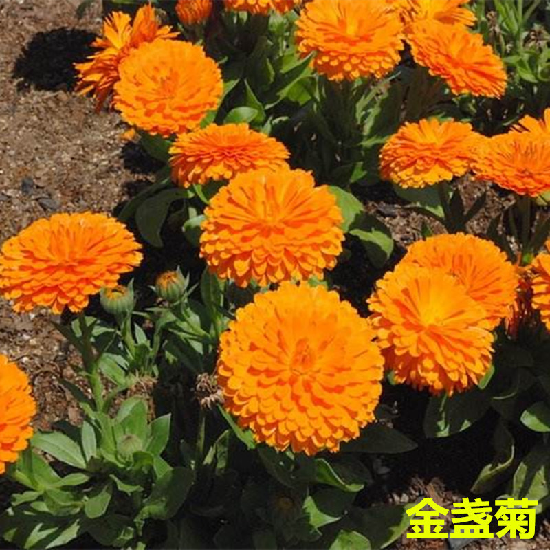 Golden marigold seeds, easy to grow in all seasons, long-la