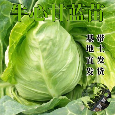 small model toy， Beef heart cabbage seedlings, cabbage see