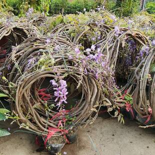 Wisteria flower sapling pot villa land climbing vine plants