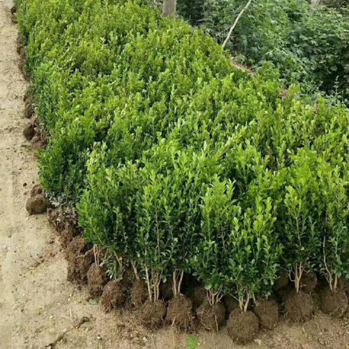 Smallleafbedseedlingsmelo