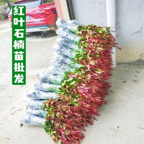 Shinangreenseedlingssaplin