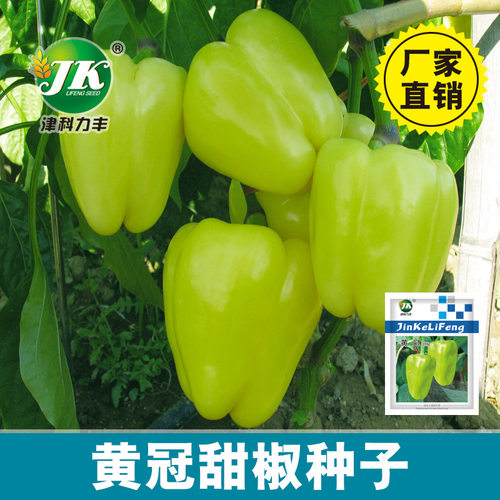 New yellow bell pepper, colored pepper, edible balcony basi