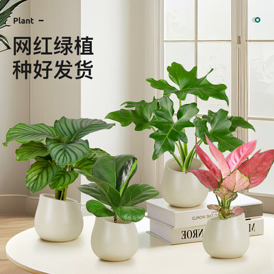 北欧发财树绿植室内盆办公室客厅
