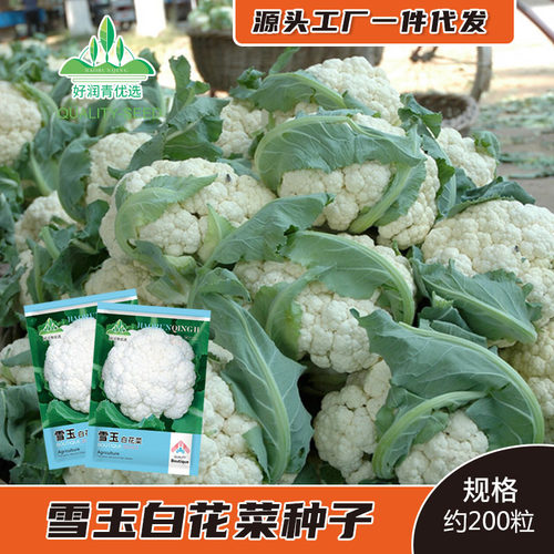 New Cabbage Flower White Cabbage Flower Coconut Cabbage Ste