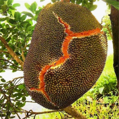 Jackfruit seedlings, seedlings of southern fruit trees, gra
