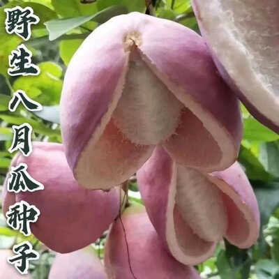 small model toy， August melon, August fried, dietary fiber
