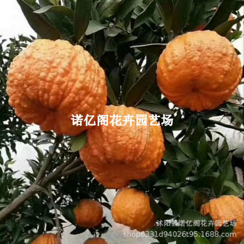New Sichuan Pumpkin Orange Tree Seedlings Ugly Orange Seedl