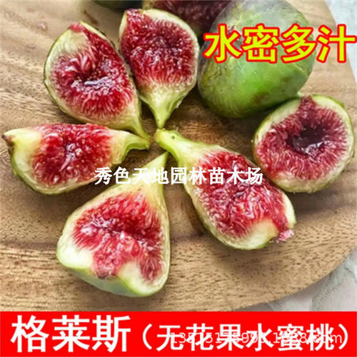 NewGraceFruitSeedlingsSug