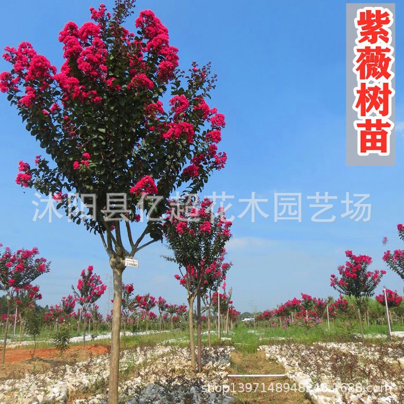 New batch of red velvet seedlings, red rocket basin seedlin - 实物图