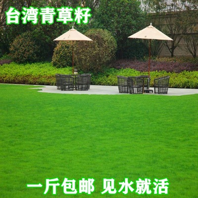 Taiwan grass seed dwarf Bermuda green grass seed carpet gra