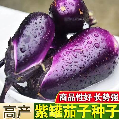 Purple Pot Extra Large Purple Cow Heart Eggplant Purple Bla