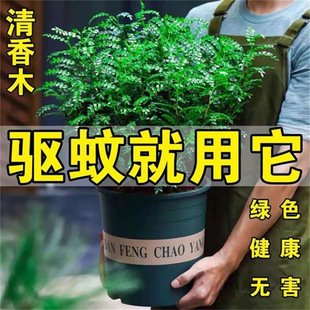 Authentic Pepper Wooden Pot Indoor and Outdoor Grass Plant