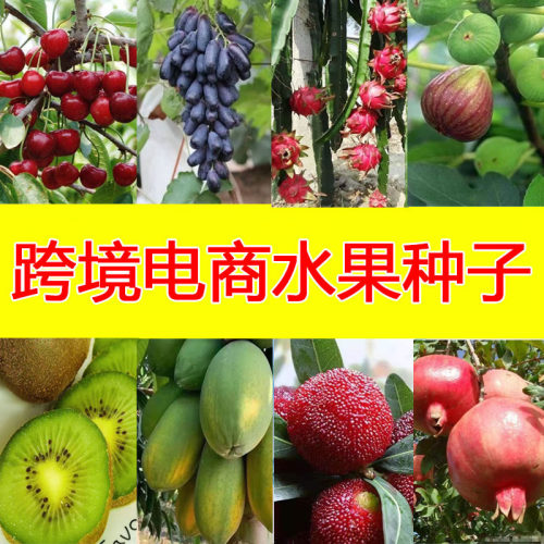 New Fruit Tree Grape Mulberry Litchi Cherry Papaya Dragon F