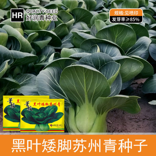 Black Leaf Suzhou Green Dwarf Feet Black Big Head Green Veg