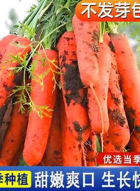Red carrot seeds, three red and seven inch carrot seeds, ea