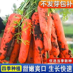 Red carrot seeds, three red and seven inch carrot seeds, ea