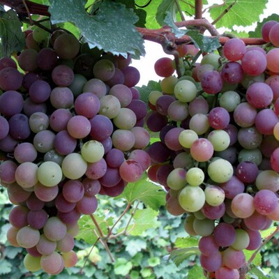 small model toy， Grape fruit trees, grape fruits, grape gr