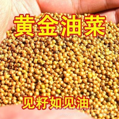 small model toy， Pure Yellow 888 Rapeseed Pure Yellow 999