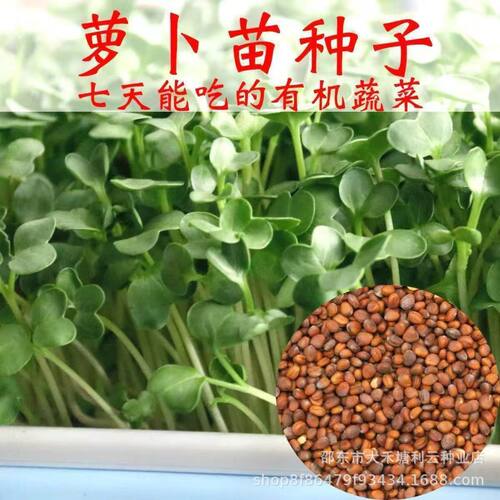 速生可吃萝卜苗萝卜菜娃娃菜种子