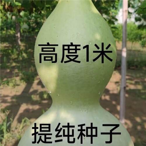 New Giant Eight Treasures Gourd, Extra Large Old Gourd, Sun