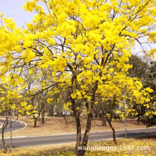 NewThaiyellowsaplingwith