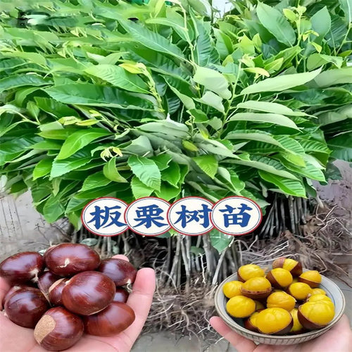 Chestnutseedlingsbigredro