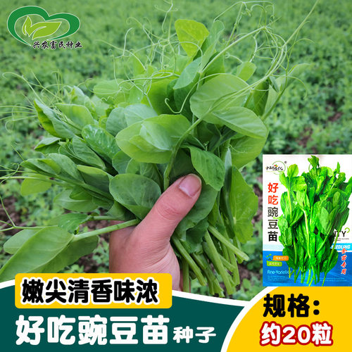 New Research on Excellent Seedlings, Vegetable Garden, Farm