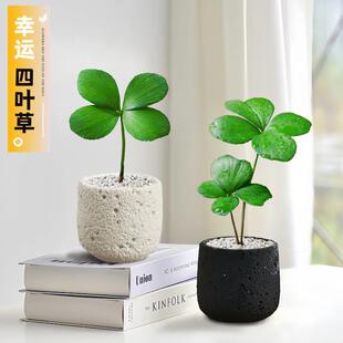 Mexican Iron Tree Four Leaf Lucky Grass Pot Office Green Pl