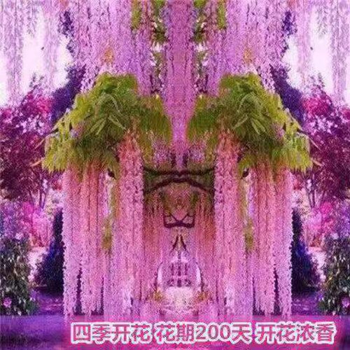 NewJapaneselongspikewiste