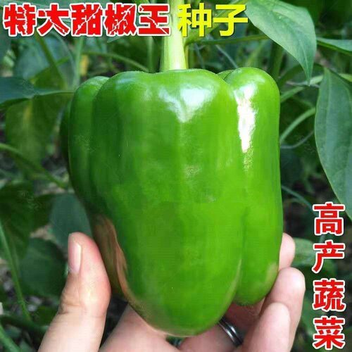 Big bell pepper, green pepper, lantern pepper, vegetable pe