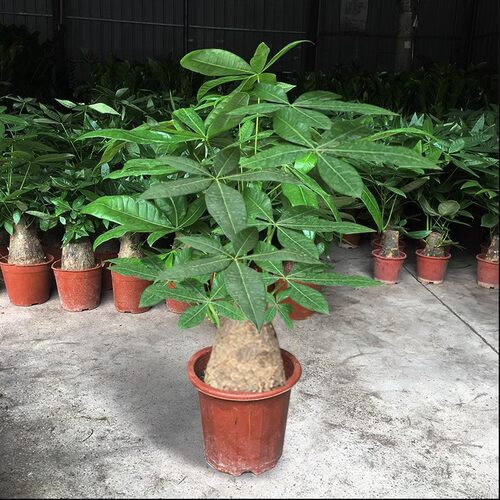 Treepotsplantsindoorlivin