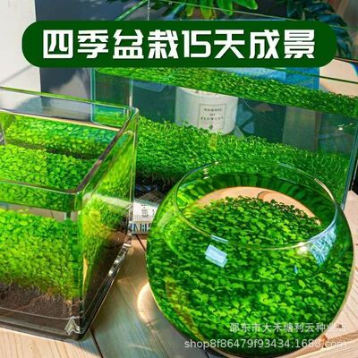 水草种子水草泥生态家用创意鱼缸