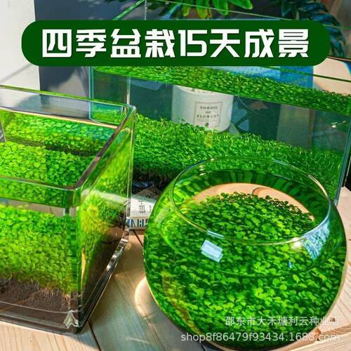 水草种子水草泥生态家用创意鱼缸