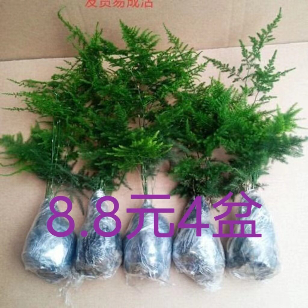Wenzhu Pot Indoor Green Plants Cloud Bamboo Dwarf Seedlings - 实物图