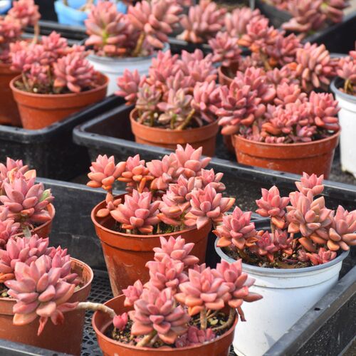 JiYuyuesoldpilesucculents
