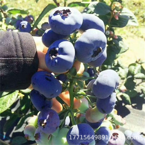 ExtralargefruitUdadbluebe