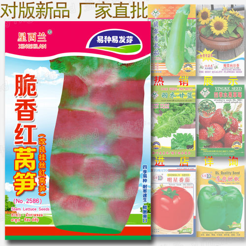 New Red Lettuce about 1300 pieces, big head and refreshing.