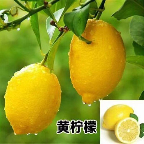 Huangmiaoauthenticsourlemo