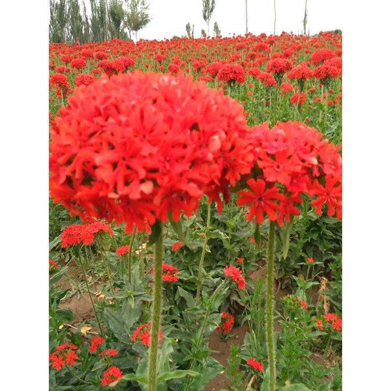 Da Hua Jian Qiu Luo seeds, cold resistant flower seeds, per