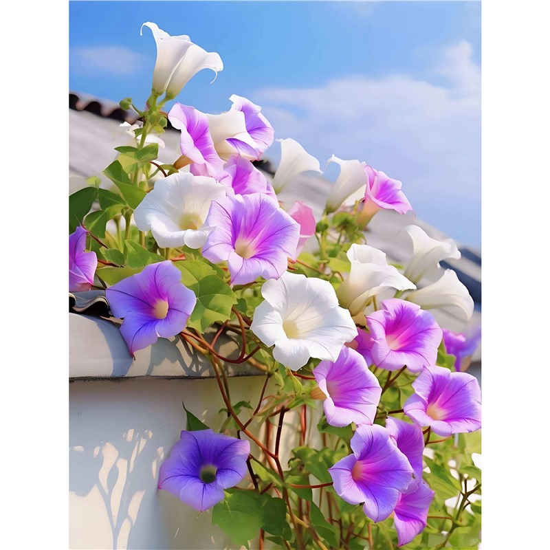 Morning glory seeds. Morning glory is heat-resistant, droug