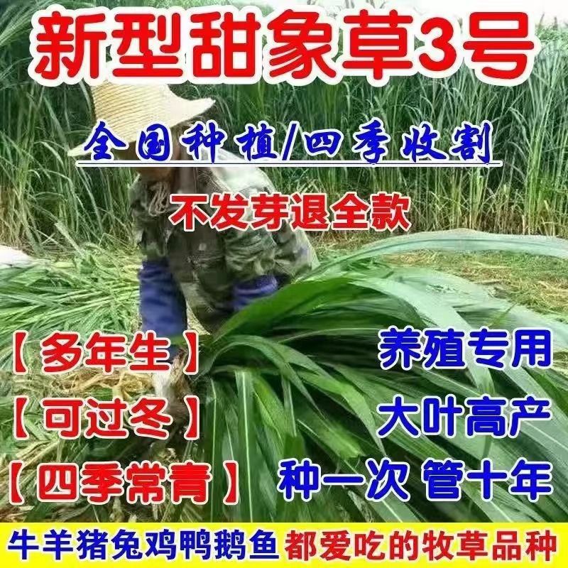 Sweet Elephant Grass No. 3 Grass Seed Hairless Four Seasons