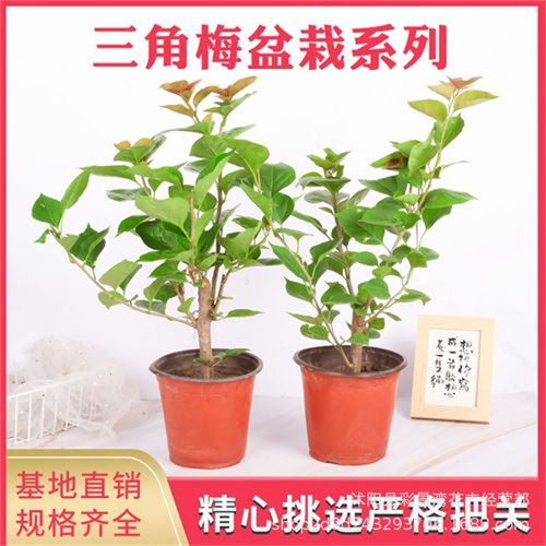 Triangleplumblossomsbloomi