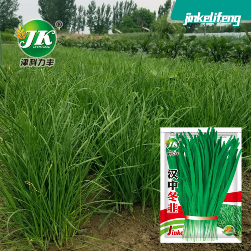 New Hanzhong Winter Leeks, White Roots, Vintage Leeks, Vege