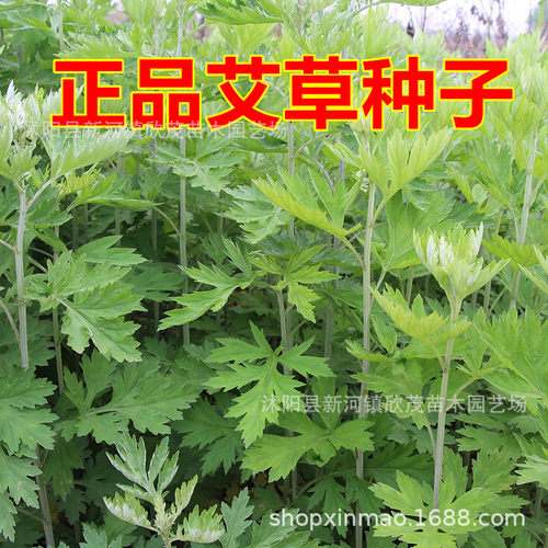 Ai Cao Ai Cao Wild Ai Cao Ai Hao Ai Ye Edible Ai Cao T-shir