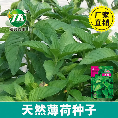 New mint balcony basin, easy to eat and refreshing, origina