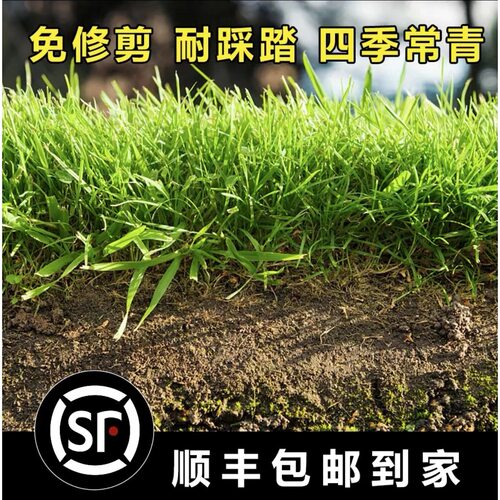 New Cold resistant Dwarf Green Lawn Grass Raw Ryegrass Berm